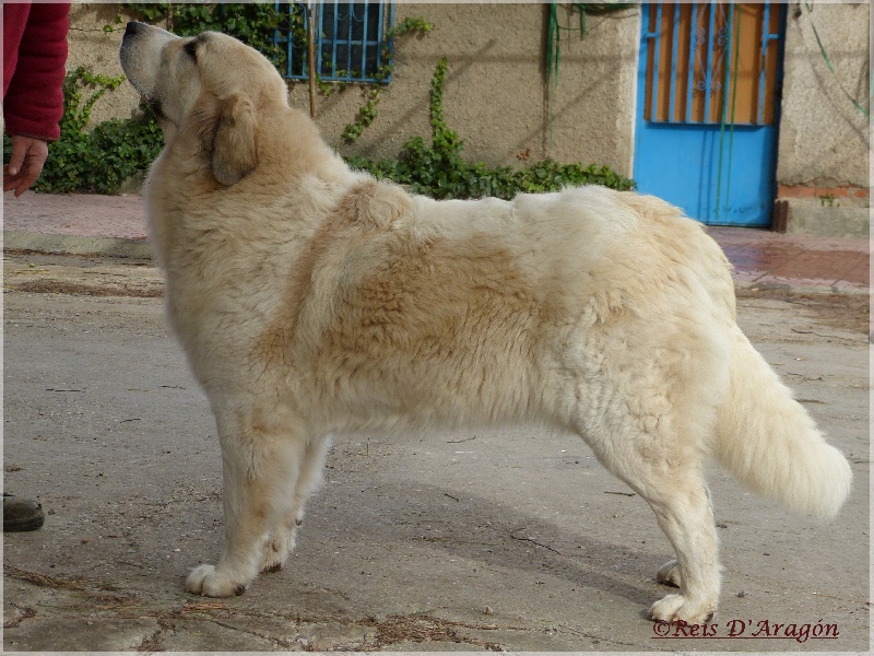 CH. Cumbia colombiana de la cabaña de otaula